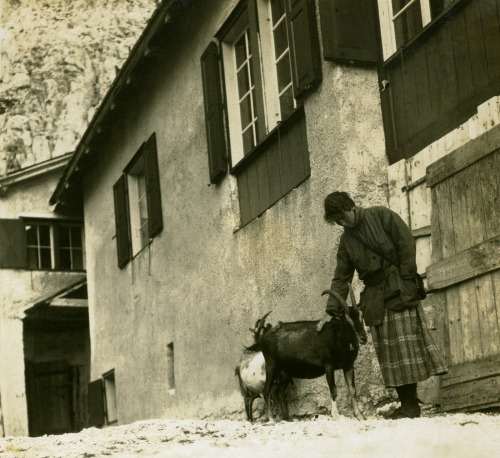 Welschnofen 1924, Ziegen vor der Kölner Hütte