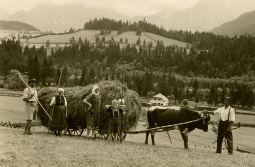 Abtenau 1937, Landwirt bei der Heuernte